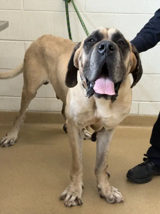 Secretariat - Mastiff