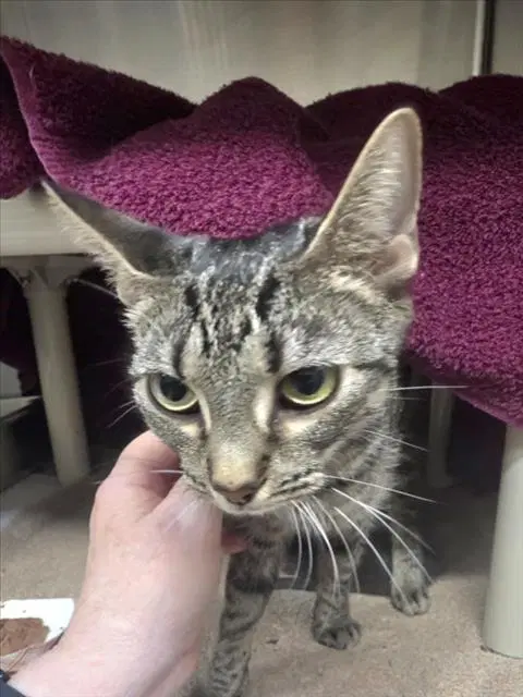 Diana - Domestic Short Hair