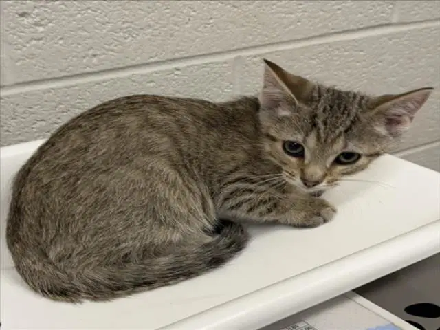 Knit - Domestic Short Hair