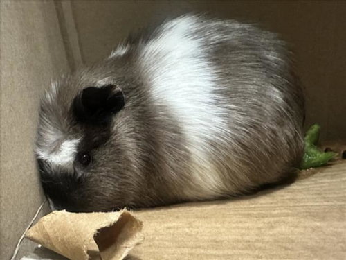*LINK, a Guinea Pig (medium coat) other pet for adoption in Derwood, MD