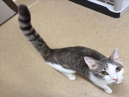 *WANDA, a Domestic Short Hair (medium coat) cat for adoption in Derwood, MD