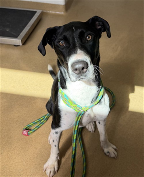 *ROSCOE, a Labrador Retriever / German Shepherd Dog / Mixed (medium coat) dog for adoption in Derwood, MD