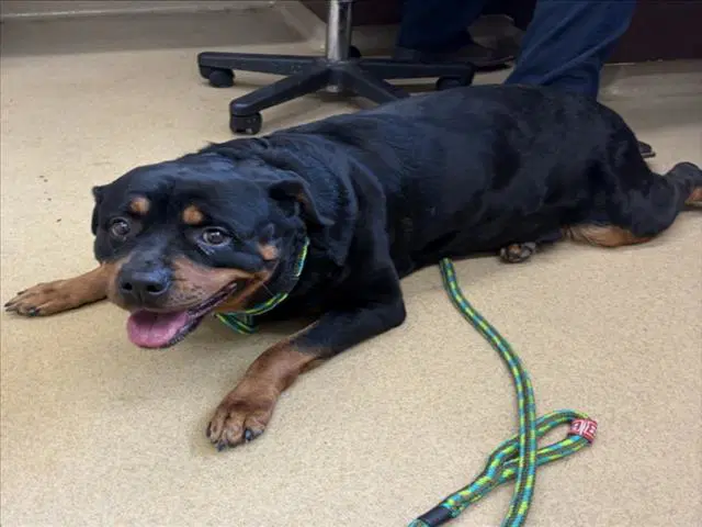 Franny - Rottweiler