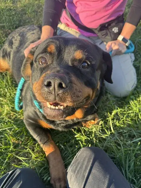 Franny - Rottweiler