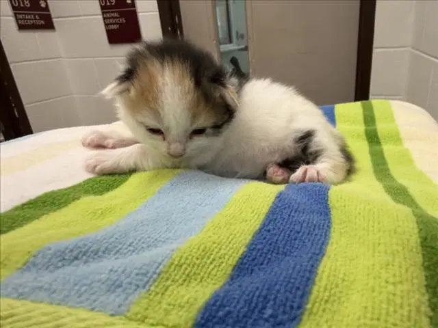 Chocolate - Domestic Short Hair