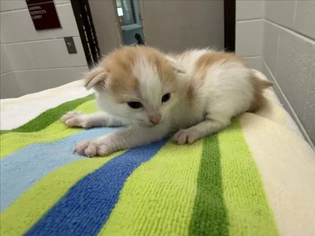 Strawberry - Domestic Short Hair
