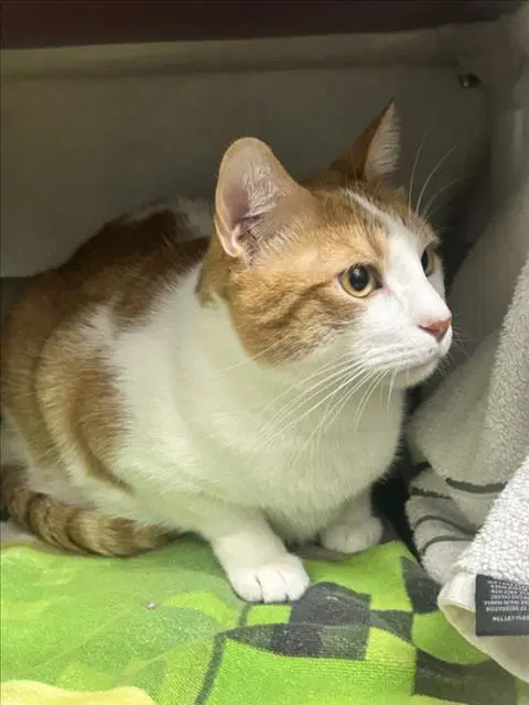 Kevin - Domestic Short Hair