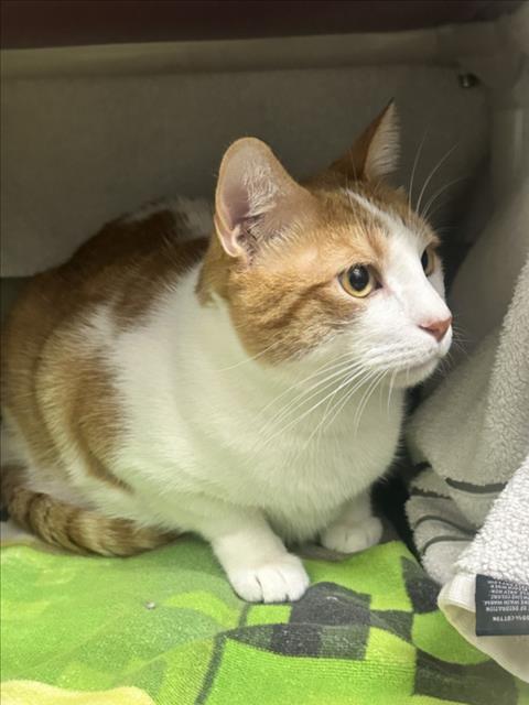 KEVIN, a Domestic Short Hair (medium coat) cat for adoption in Derwood, MD