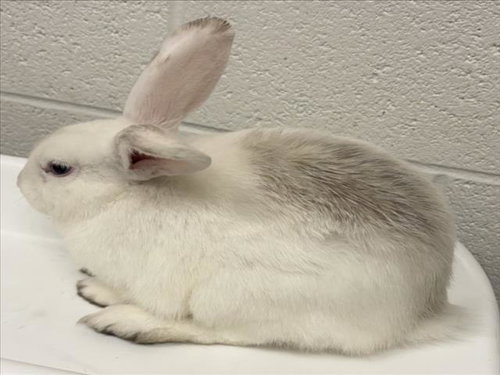 *BISHOP, a Shorthaired Rabbit (medium coat) rabbit for adoption in Derwood, MD