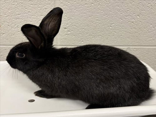 *ROOK, a Shorthaired Rabbit (medium coat) rabbit for adoption in Derwood, MD