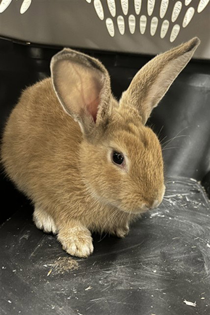 *GIGGLES, a Shorthaired Rabbit (medium coat) rabbit for adoption in Derwood, MD