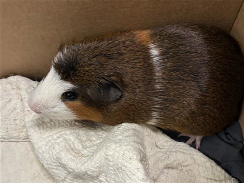 *FRANKIE STEIN, a Guinea Pig (medium coat) other pet for adoption in Derwood, MD