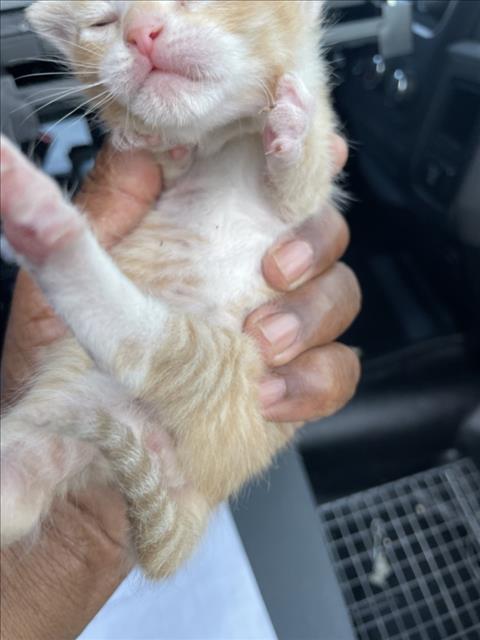 *WYNDHAM, a Domestic Short Hair (medium coat) cat for adoption in Derwood, MD