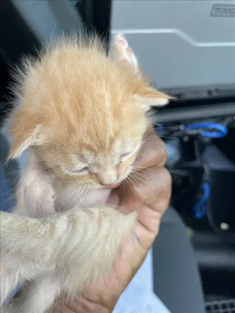 Vista - Domestic Short Hair