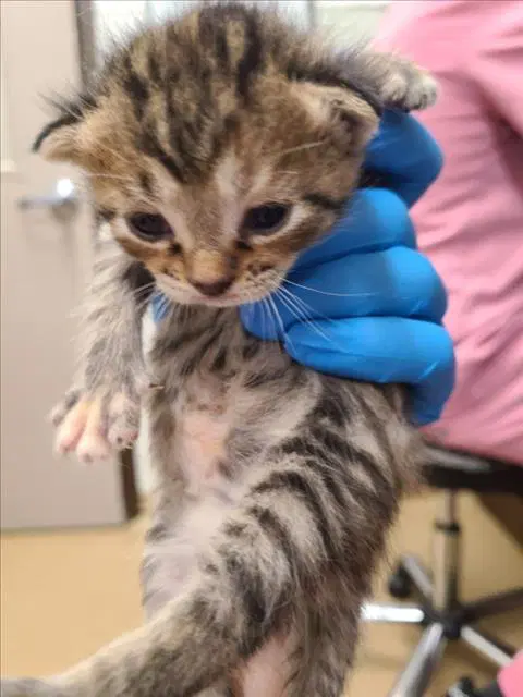 Hyatt - Domestic Short Hair