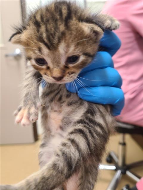 *HYATT, a Domestic Short Hair (medium coat) cat for adoption in Derwood, MD