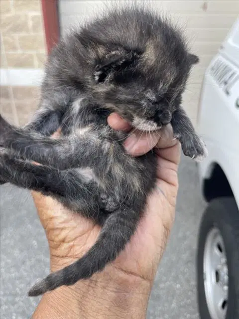 Motel - Domestic Short Hair