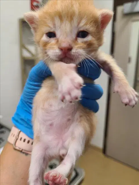 Bon Voy - Domestic Short Hair
