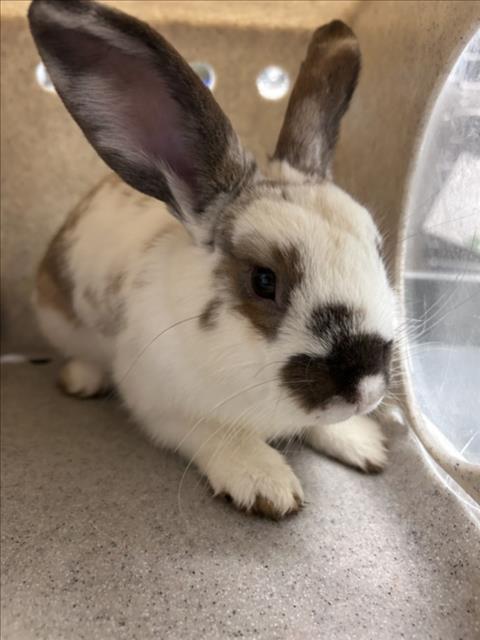 *MASHED NANAS, a Shorthaired Rabbit (medium coat) rabbit for adoption in Derwood, MD