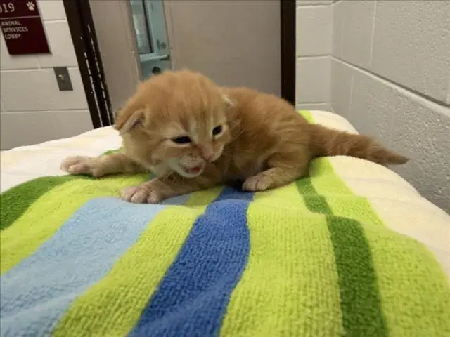Butterscotch - Domestic Short Hair