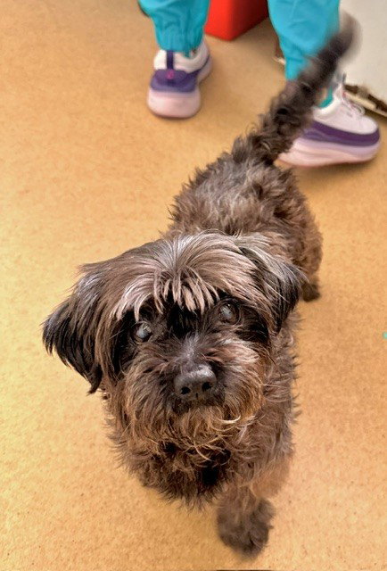 *JAZZY, a Shih Tzu (medium coat) dog for adoption in Derwood, MD