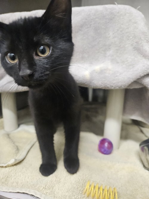 COFFEE, a Domestic Short Hair (medium coat) cat for adoption in Derwood, MD