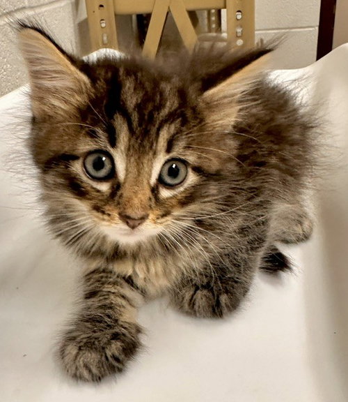 *GLEE, a Domestic Medium Hair (medium coat) cat for adoption in Derwood, MD