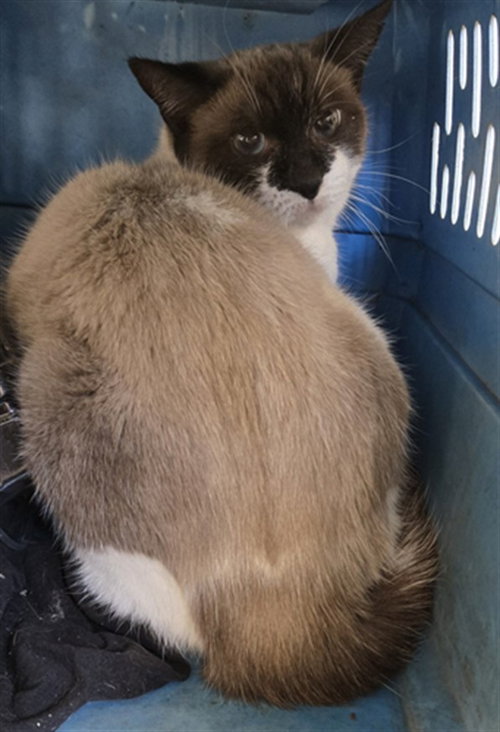 *SANDSTORM, a Snowshoe (medium coat) cat for adoption in Derwood, MD