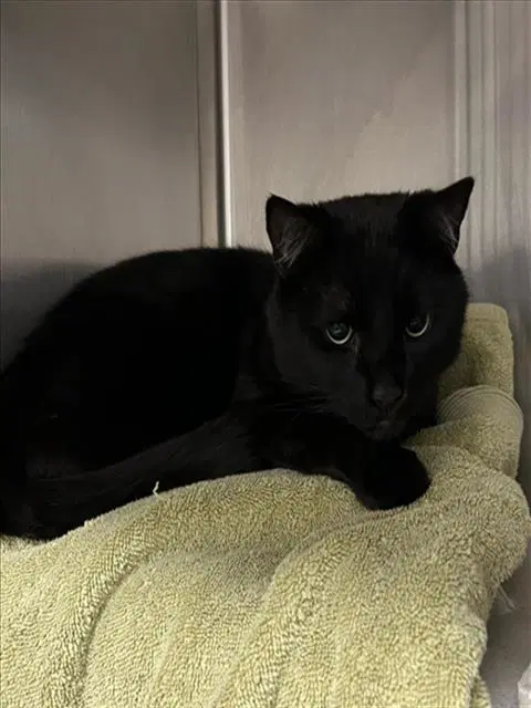 Blackberry - Domestic Short Hair