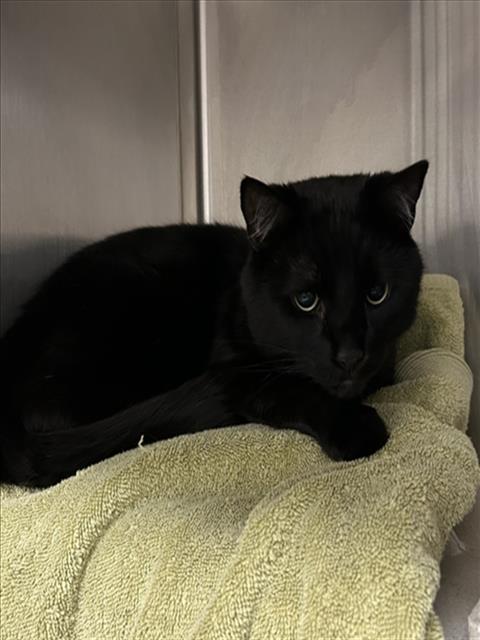 *BLACKBERRY, a Domestic Short Hair (medium coat) cat for adoption in Derwood, MD
