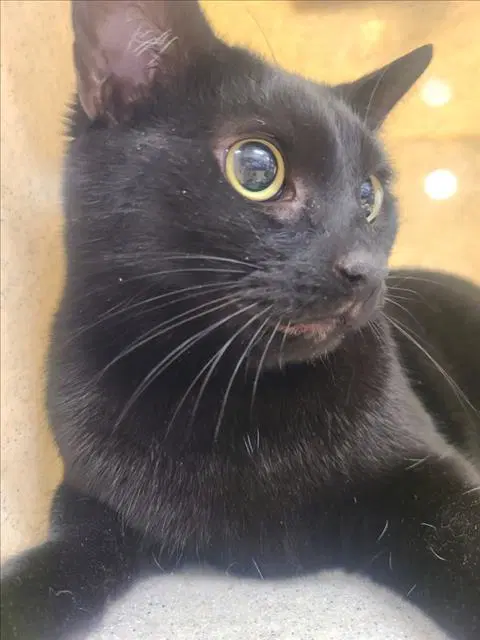 Little Boo - Domestic Short Hair