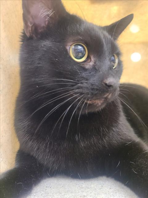 LITTLE BOO, a Domestic Short Hair (medium coat) cat for adoption in Derwood, MD