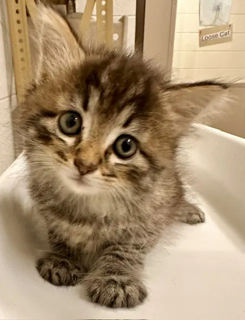 Jolly - Domestic Medium Hair