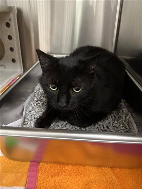 *ROYALTY, a Domestic Short Hair (medium coat) cat for adoption in Derwood, MD