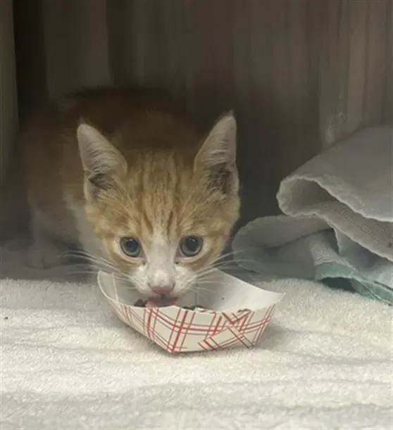 Canterbury - Domestic Short Hair