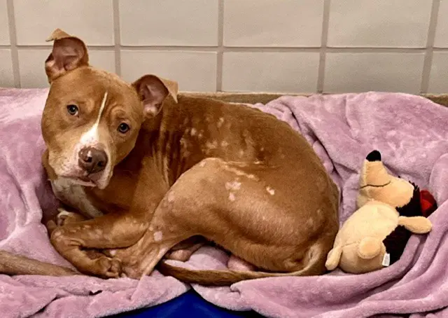 Haze - American Pit Bull Terrier