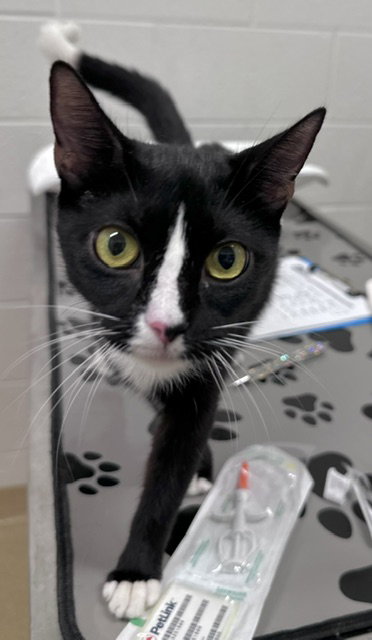 Griddle, Domestic Short Hair (medium coat)