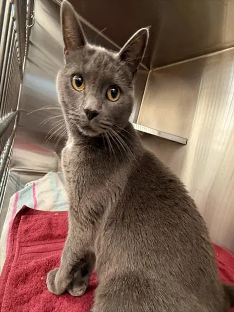 Katana - Domestic Short Hair