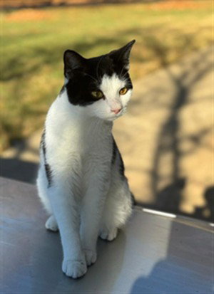 Jaky, Domestic Short Hair (medium coat)