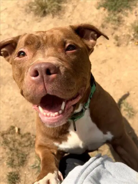 Altoona - American Bulldog