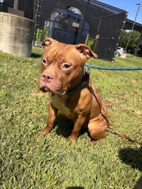 Batty - American Pit Bull Terrier