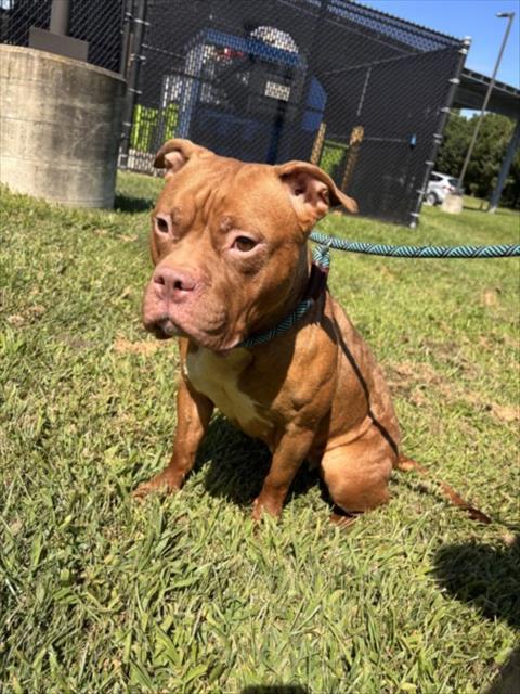 Batty, American Pit Bull Terrier (medium coat)