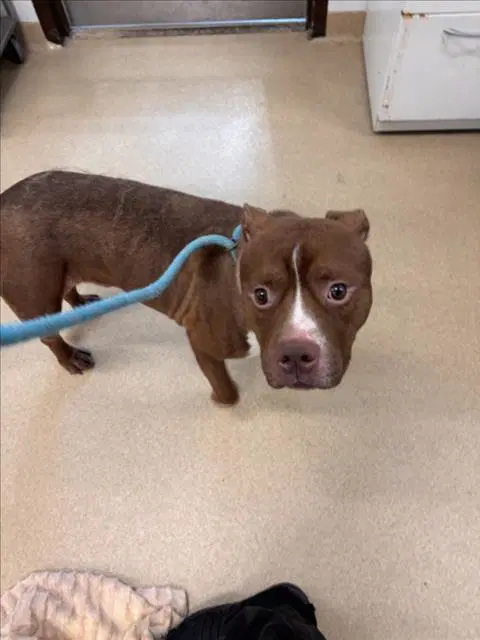 Hubba - American Pit Bull Terrier