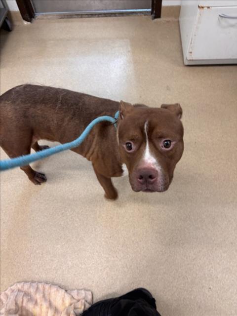 Hubba, American Pit Bull Terrier (medium coat)