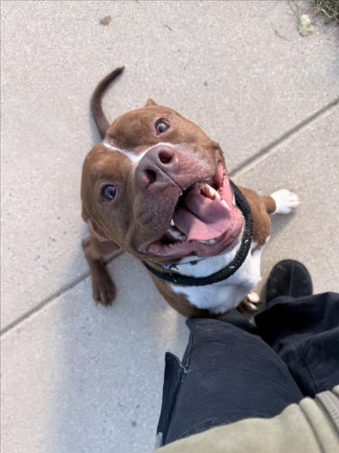 *HUBBA, an American Pit Bull Terrier (medium coat) dog for adoption in Derwood, MD