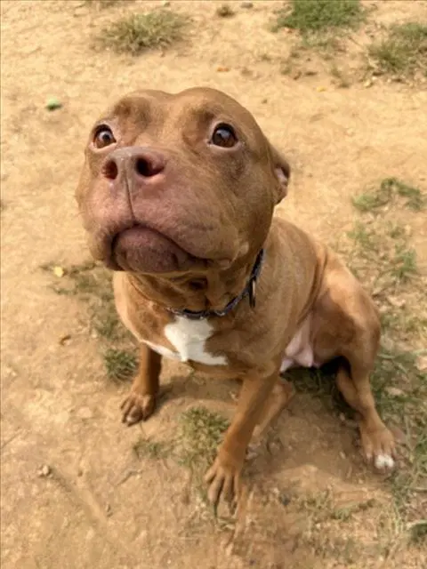 Epoxy - American Pit Bull Terrier