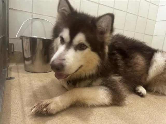 Farkle - Siberian Husky