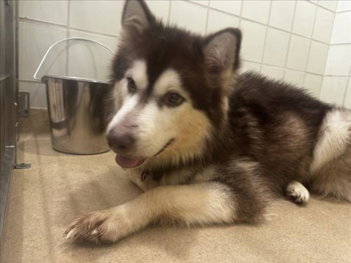 Farkle, Siberian Husky (medium coat)