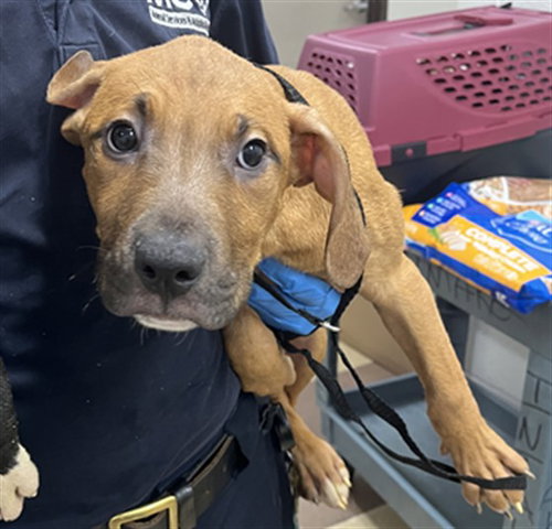 Jerry, Black Mouth Cur / Mixed (medium coat)