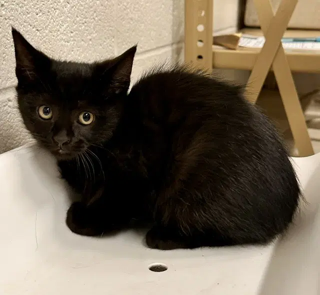 Evermore - Domestic Short Hair